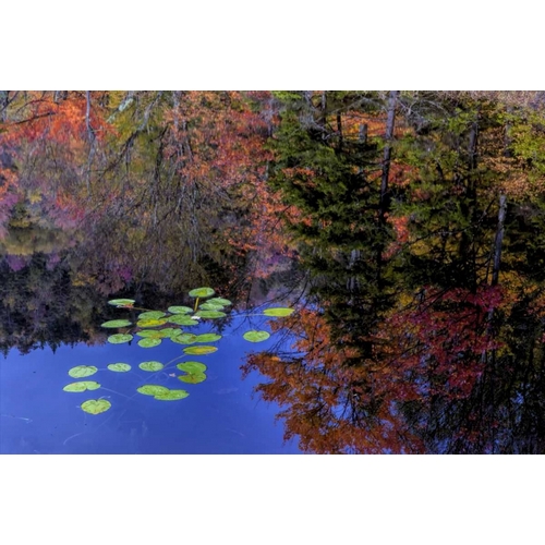 NY, Adirondack Mts Trees reflecting in water
